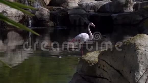 粉红火烈鸟站在水里洗衣服粉红色的鸟在水里非洲的鸟视频的预览图