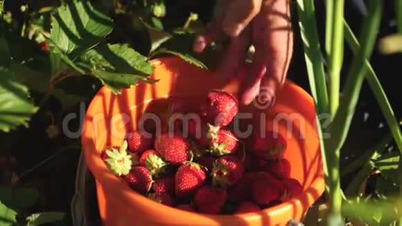 手从灌木丛中挑选一个红色的草莓然后把它放进桶里农民收获成熟的浆果园丁的手视频的预览图