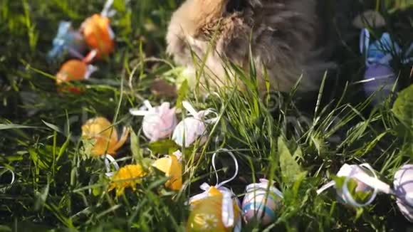 可爱的小棕色复活节兔子荷兰洛普吃草在复活节彩蛋附近近距离射击慢动作视频的预览图