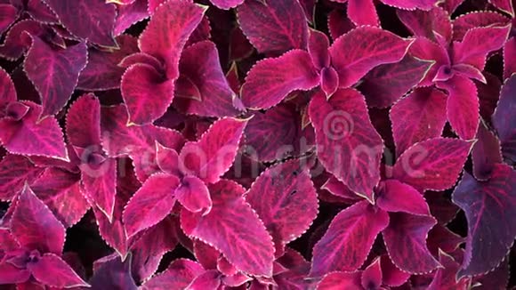 多年生植物叶的鲜红色叶装饰用红丝绒球道植物视频的预览图