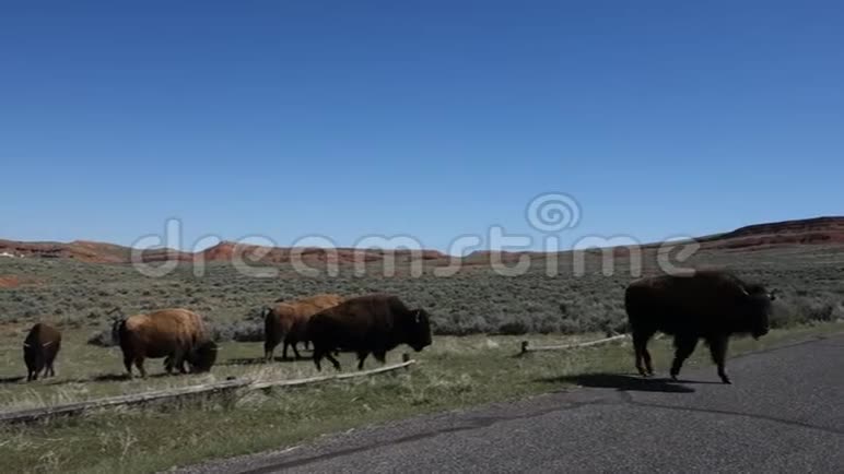 水牛在怀俄明州漫游视频的预览图