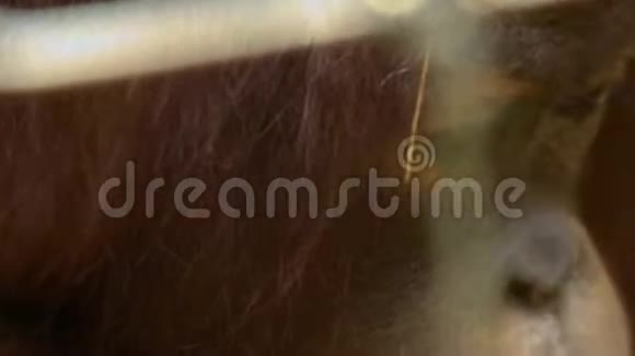 九龙奥兰乌坦岛雄性猩猩进食视频的预览图