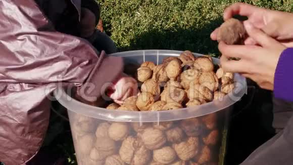 孩子们在桶里玩核桃手分类坚果庄稼视频的预览图