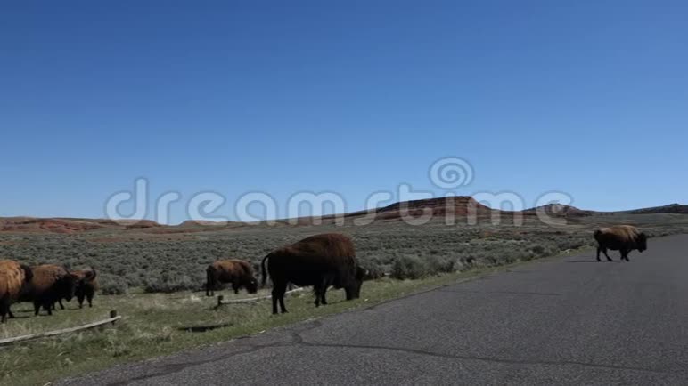 水牛在怀俄明州漫游视频的预览图