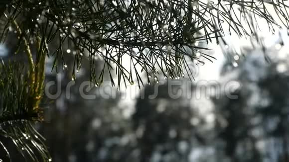 慢动作水滴从松树枝上落下近景视频的预览图