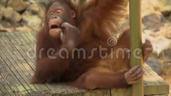 猩猩皮岭干椰子猩猩乌坦岛视频的预览图