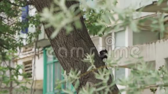 Starling爬上树干寻找虫子视频的预览图