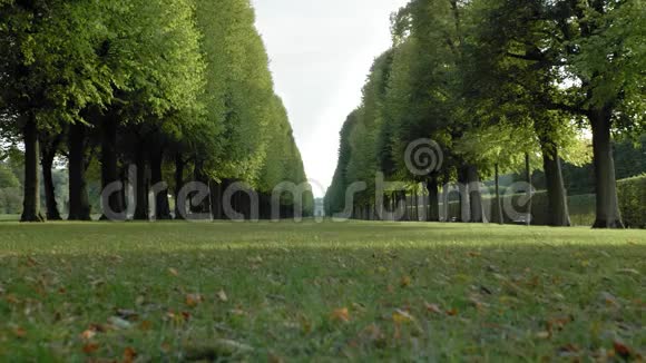 对称生长的树林在草坪草的中间在远处一个未被识别的狩猎小屋视频的预览图