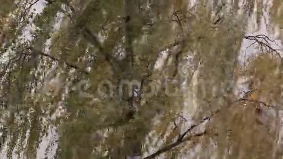 风中的桦树视频的预览图