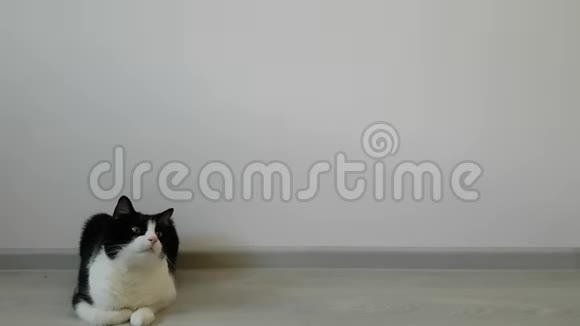 美丽的年轻黑白猫躺在地板上的房间里你写作的地方他看着运动视频的预览图