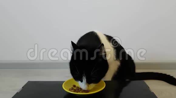 幼瘦的黑白猫从黄色的碗里吃干粮牌照视频的预览图