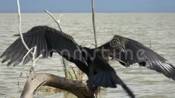 一个非洲的达特湖在巴林哥湖上干枯羽毛视频的预览图