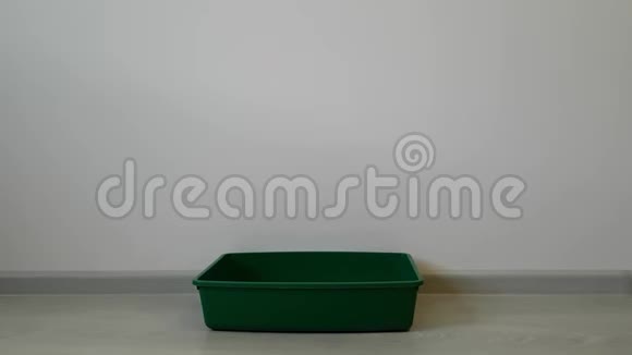 一个绿色的大托盘站在墙上路过的猫林色黑白猫嗅着托盘视频的预览图