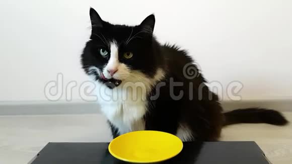 毛茸茸的黑白猫坐在一个空碗里找一个主人他给了她三个零食猫舔空碗视频的预览图