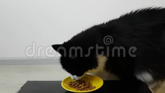 黑白绒毛成年猫吃黄色碗里的干粮视频的预览图
