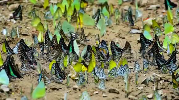 一群蝴蝶在地上打滚在大自然中飞翔视频的预览图