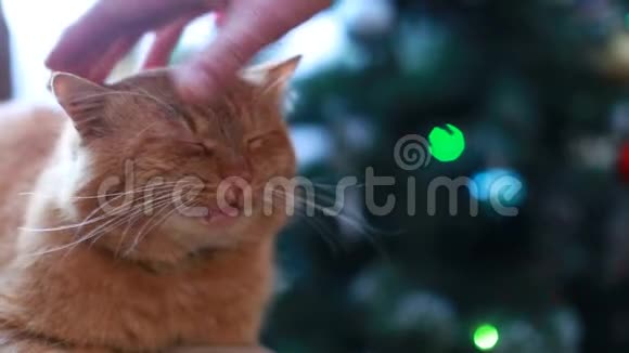 动物宠物猫眼特写毛茸茸的猫看着相机美丽的黑猫坐在圣诞节附近视频的预览图