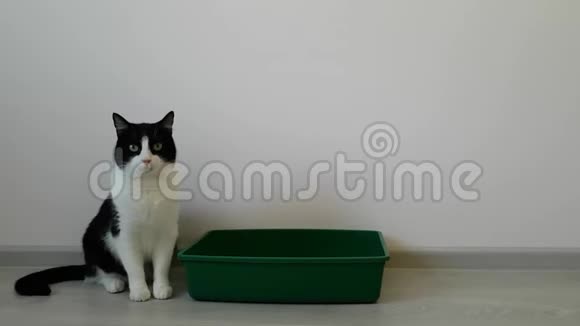一只漂亮的黑白猫坐在他的新托盘旁边使猫习惯上厕所房屋清洁视频的预览图