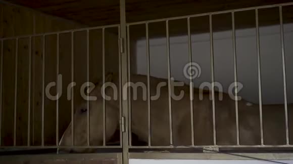 马在摊子里悲伤的马一个人呆在摊子里视频的预览图
