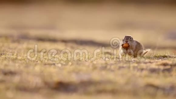 欧洲地面松鼠雪铁龙在其自然栖息地视频的预览图