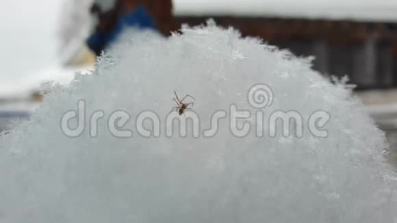 在雪地里蜘蛛雪中蜘蛛特写视频的预览图