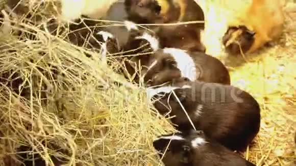 几内亚猪吃稻草豚鼠家族视频的预览图