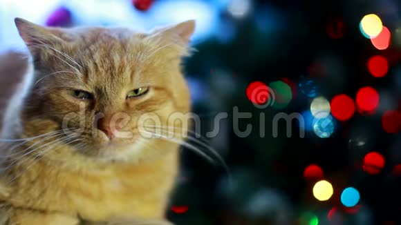 一只苏格兰的折叠猫躺在圣诞树附近的沙发上里面放着灯视频的预览图