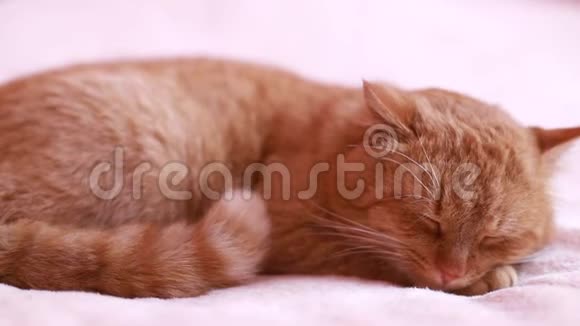 睡在地板上的波斯猫视频的预览图