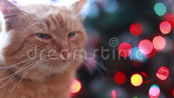 动物宠物猫眼睛特写毛茸茸的猫看着相机美丽的黑猫坐在圣诞节附近视频的预览图