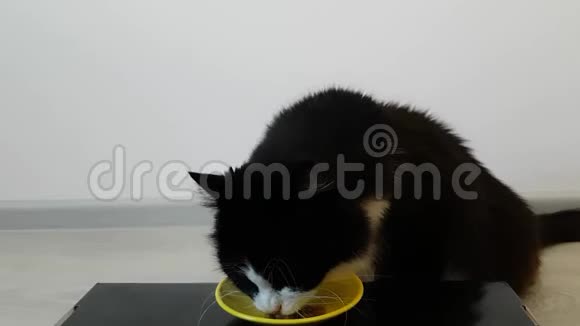 毛茸茸的黑白猫吃干粮舔和舔一个空碗为动物准备的美味小吃视频的预览图