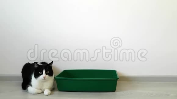 黑白相间的小猫躺在一个绿色的大托盘旁边环顾四周把猫训练到托盘上视频的预览图