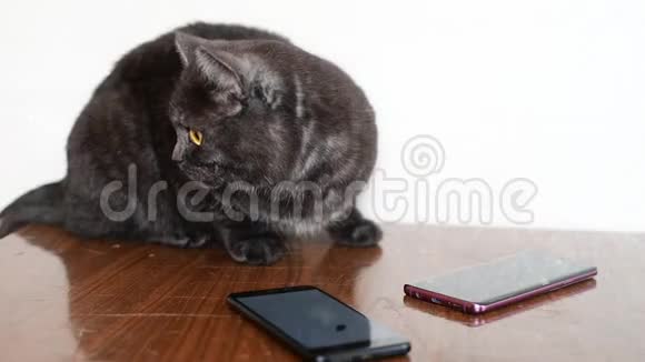 成年猫坐在靠近智能手机的桌子上视频的预览图