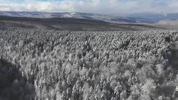 高原上覆盖着茂密的森林从高处看是一道美丽的冬景视频的预览图