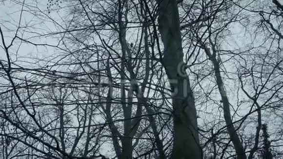 POV冬季在树下活动视频的预览图