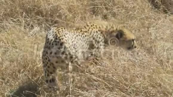 一只成年猎豹在马赛马拉向右行走的镜头视频的预览图