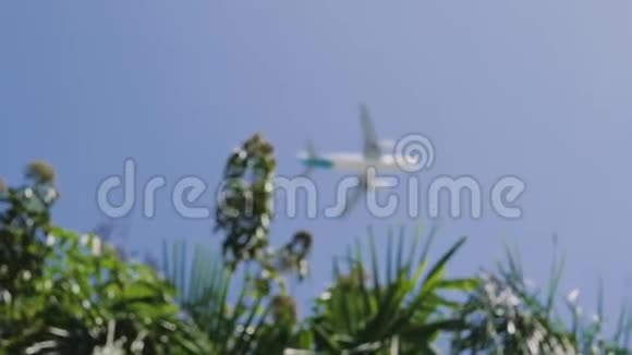 度假期间在棕榈树之间旅行的飞机视频的预览图