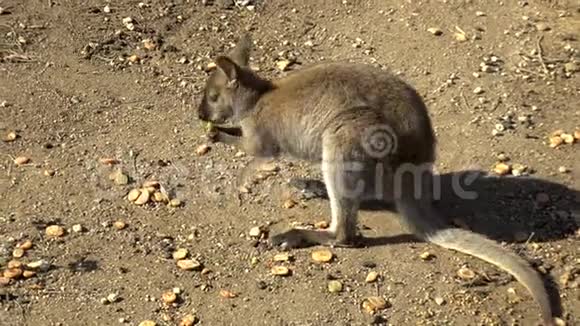 非洲小袋鼠坐着吃东西非洲空地上的袋鼠野生动物视频的预览图