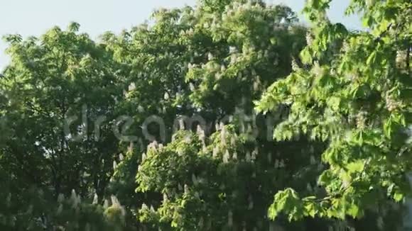 栗子树开得很漂亮风吹拂着树叶视频的预览图