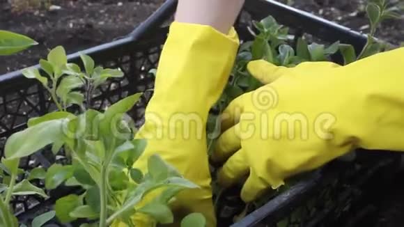 上交黄手套整理后院花园的苗木视频的预览图
