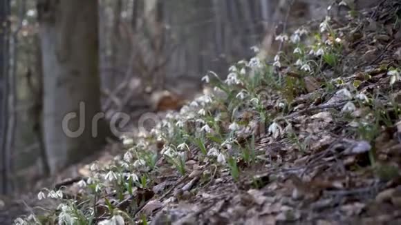 森林里的雪花视频的预览图