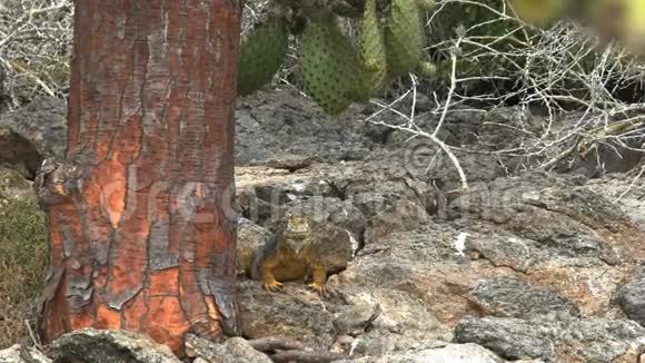 缓慢放大陆地鬣蜥和仙人掌树的树干视频的预览图
