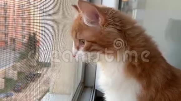 猫看着窗外视频的预览图