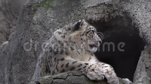 大型野生捕食性猫鸢尾雪豹视频的预览图