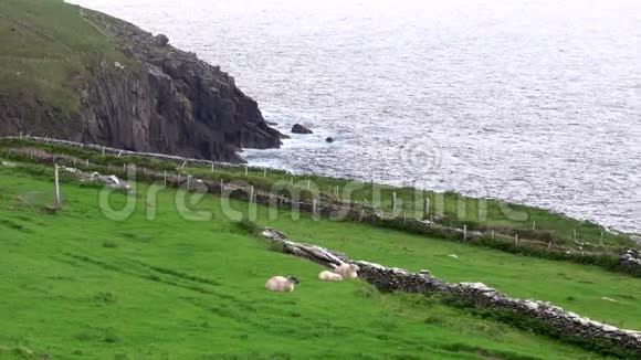 爱尔兰悬崖与羊在前景视频的预览图