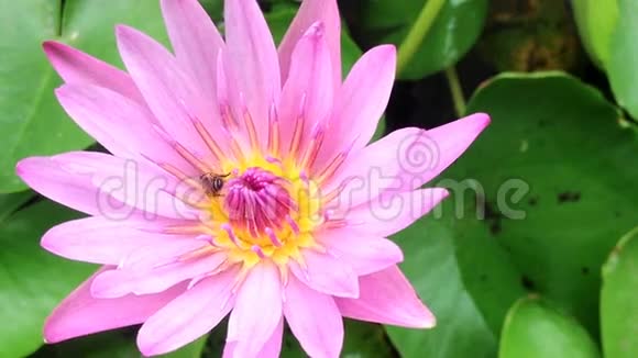 粉红色莲花上的蜜蜂视频的预览图