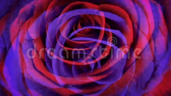 红紫玫瑰视频的预览图