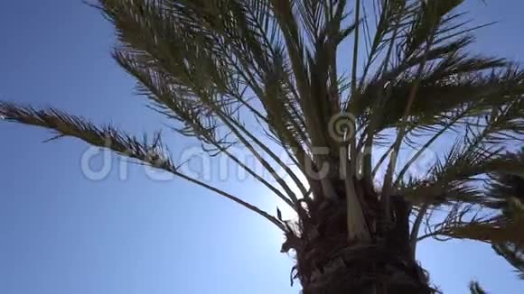 加利福尼亚的棕榈叶迎风飘扬映衬着蓝天从底部看阳光明媚的一天圣莫尼卡视频的预览图