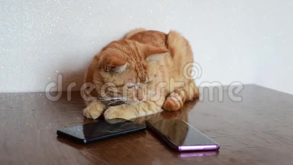 成年猫在智能手机屏幕上看老鼠视频的预览图