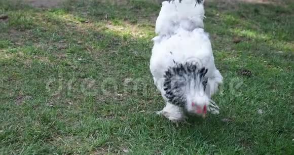 穿着靴子的白母鸡在草地上散步吃东西视频的预览图
