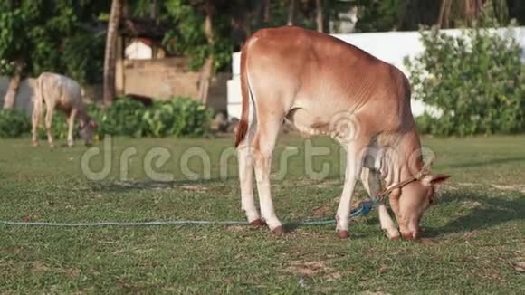 一只漂亮的红小牛脖子上挂着一根绳子正在草地上吃草视频的预览图